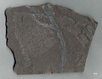 Fossil vom Zweig eines Nadelbaums (Ullmannia frumentaria)